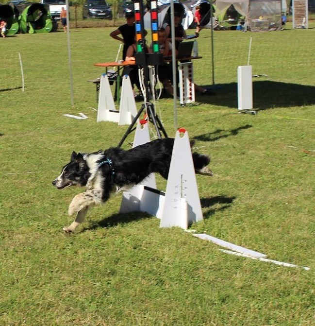 dressage chien obernai