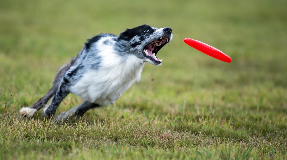 Comment enseigner à son chien à jouer au frisbee? 🪃. Il est possible que  votre compagnon ait besoin d'un coup de main pour apprendre à jouer avec  vous au frisbee, voici quelques