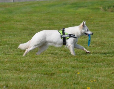 12377838_10201788282545000_2546765993235706431_o