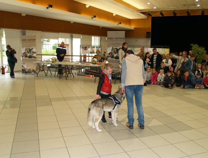 approche-du-chien-harko