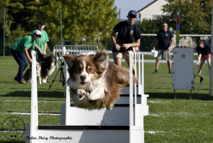 GPF flyball 2017 – 2
