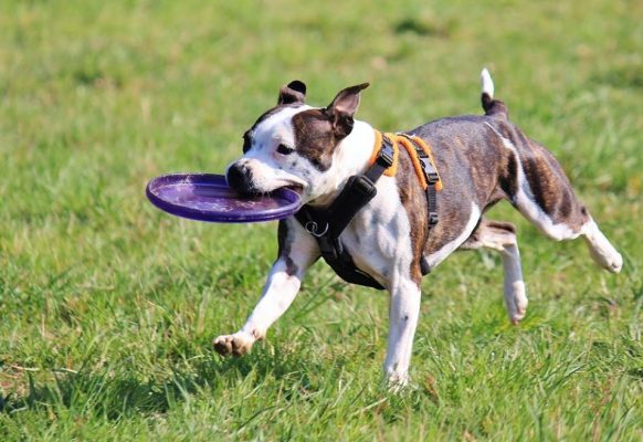 54521277_2316178558639611_6354393261049643008_n