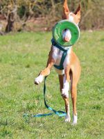 55937417_2316176438639823_7056278379930058752_n