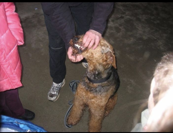 Diaporama-chiens-visiteurs-Site.013