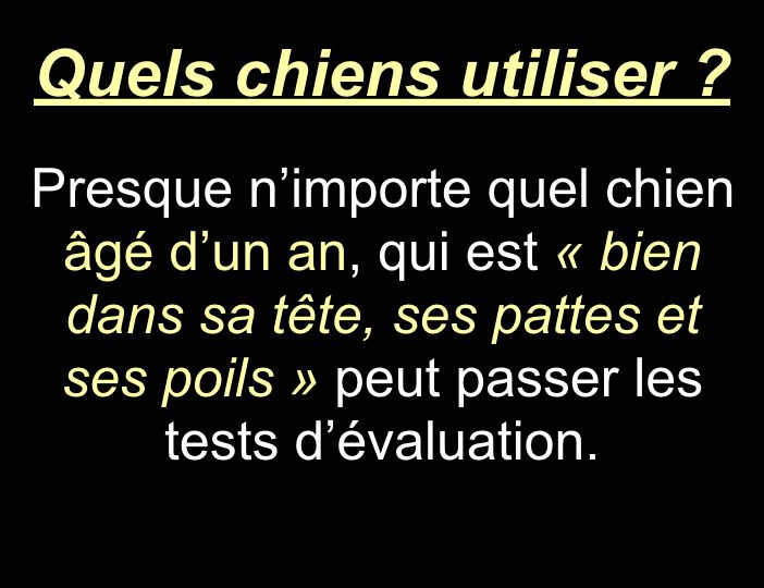 Diaporama-chiens-visiteurs-Site.024