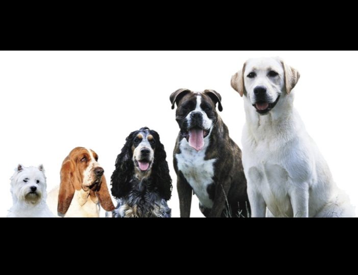 Diaporama-chiens-visiteurs-Site.025