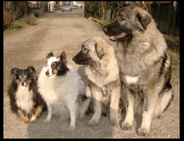 Diaporama-chiens-visiteurs-Site.026