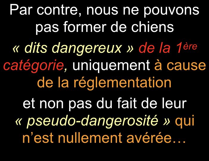 Diaporama-chiens-visiteurs-Site.027