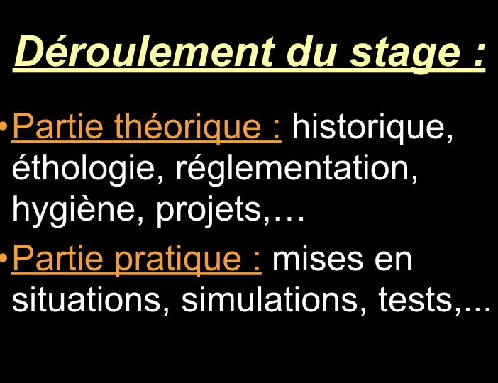 Diaporama-chiens-visiteurs-Site.030