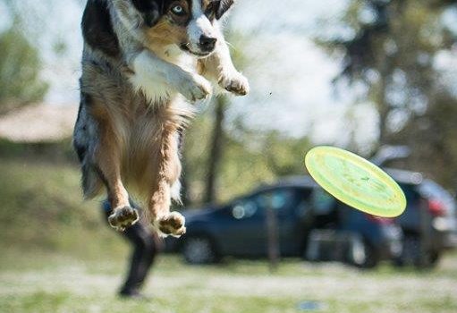 Accueil  Frisbee Canin