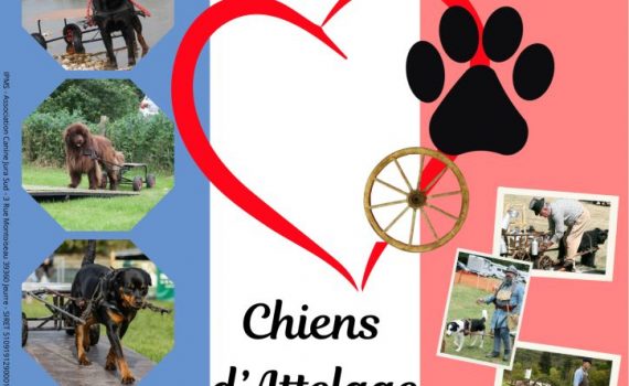 affiche championnat de france et grand prix de france chiens d'attelage 2025 - 13 et 14 septembre - stade des buis, rue du platane, 39360 jeurre - 46°22'02.7''N 5°43'01.9E